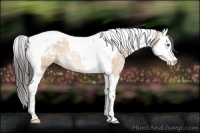 Horse Color:Amber Champagne Dun Splash Tobiano 