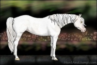 Horse Color:Silver Classic Champagne Dun Tobiano 