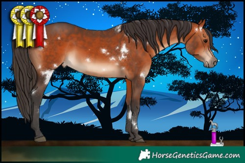 Horse Color:White Spotted Bay Rabicano