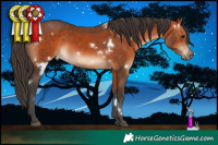 Horse Color:White Spotted Bay Rabicano