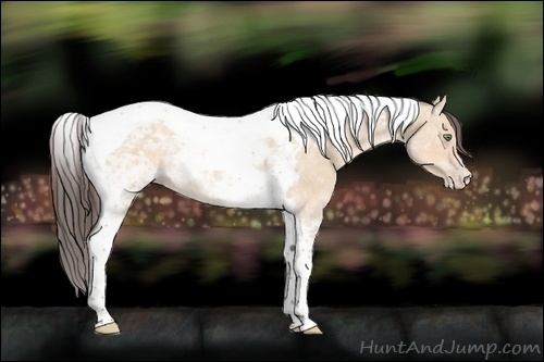 Horse Color:Amber Champagne Dun Tobiano 