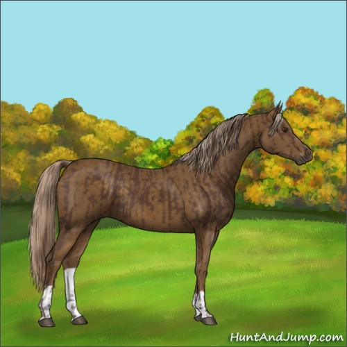 Horse Color:Liver Chestnut  and Chocolate Palomino 