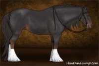 Horse Color:Liver Chestnut  and Liver Chestnut 