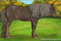 Horse Color:Chocolate Palomino 