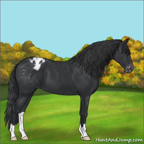 Horse Color:Black Blanket 