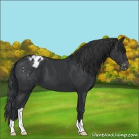 Horse Color:Black Appaloosa 