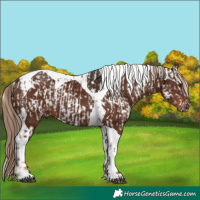 Horse Color:Liver Chestnut Splash Appaloosa  and Liver Chestnut Tobiano 