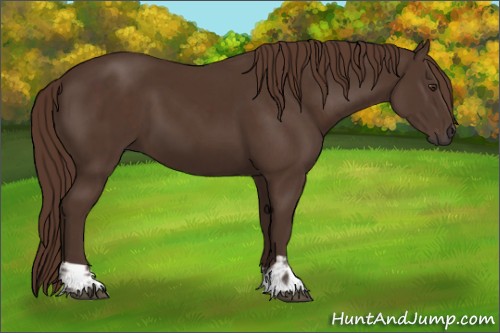 Horse Color:Liver Chestnut  and Liver Chestnut 
