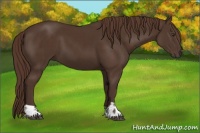 Horse Color:Liver Chestnut  and Liver Chestnut 