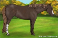Horse Color:Liver Chestnut  and Liver Chestnut 