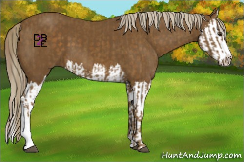 Horse Color:Chocolate Palomino  and Chocolate Palomino Splash 