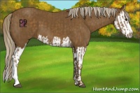 Horse Color:Chocolate Palomino and Chocolate Palomino Splash