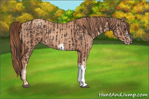 Horse Color:Liver Chestnut and Gold Champagne