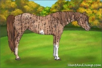 Horse Color:Liver Chestnut  and Gold Champagne 