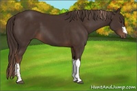 Horse Color:Liver Chestnut  and Liver Chestnut 