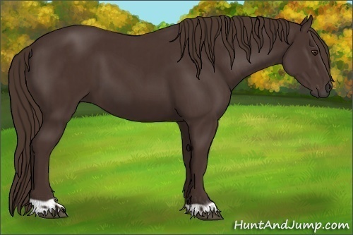 Horse Color:Liver Chestnut  and Liver Chestnut 