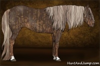 Horse Color:Chocolate Palomino  and Liver Chestnut 