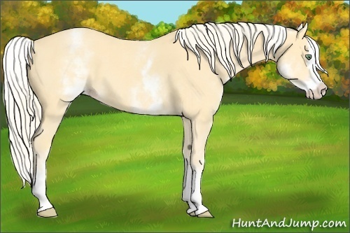 Horse Color:White Spotted Gold Cream Champagne Splash 
