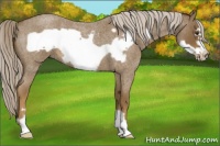 Horse Color:Chocolate Palomino Roan Frame 