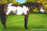 Horse Color:Bay Frame Appaloosa 