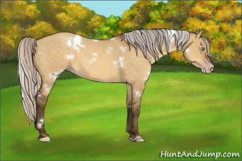 Horse Color:Gray White Spotted Silver Sable Cream Champagne Dun 