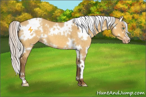 Horse Color:White Spotted Silver Amber Cream Champagne Dun 