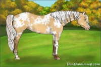 Horse Color:White Spotted Silver Amber Cream Champagne Dun 