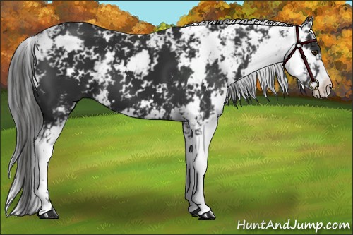 Horse Color:Liver Chestnut Sabino