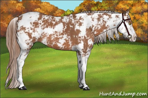 Horse Color:Chestnut Sabino