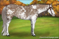 Horse Color:Liver Red Dun Sabino 