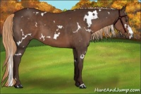 Horse Color:White Spotted Liver Chestnut