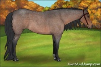 Horse Color:Brown Roan 