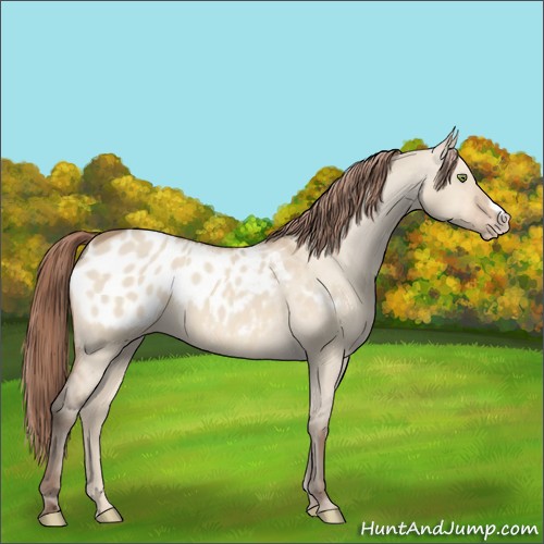 Horse Color:Amber Champagne Dun Appaloosa 