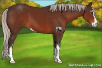 Horse Color:Silver Brown Sabino 
