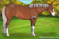 Horse Color:Silver Brown Sabino 