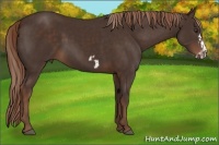 Horse Color:Liver Chestnut  and Liver Chestnut Frame 