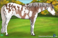 Horse Color:Silver Brown Splash Appaloosa 