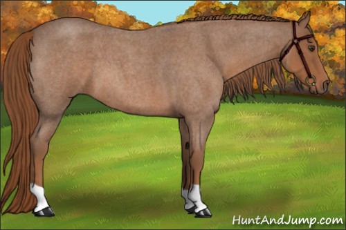 Horse Color:Red Roan