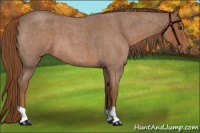 Horse Color:Red Roan 