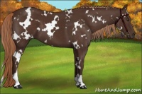 Horse Color:White Spotted Liver Chestnut
