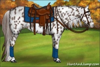 Horse Color:Liver Red Roan Appaloosa