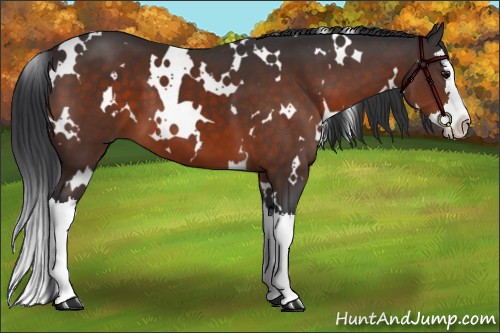 Horse Color:White Spotted Brown Splash