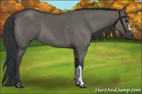 Horse Color:Grullo 