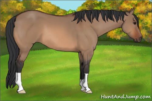 Horse Color:Bay Dun 