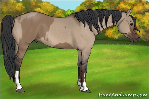 Horse Color:Liver Red Dun  and Bay Dun 