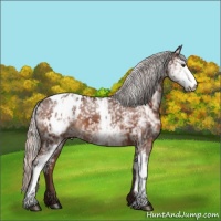 Horse Color:Silver Brown Sabino Snowflake Varnish