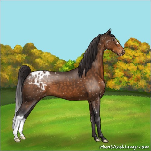 Horse Color:Buckskin Appaloosa 