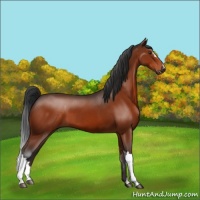 Horse Color:Brown 