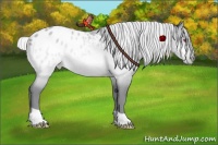 Horse Color:Silver Sable Champagne Chinchilla Appaloosa
