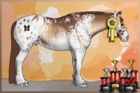 Horse Color:White Spotted Red Onyx Appaloosa Brindle 
